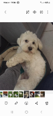 Photo de Jango
