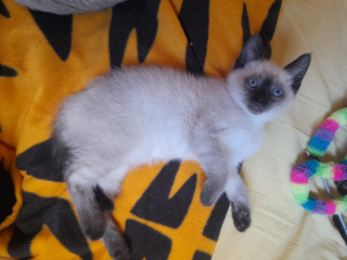 Photo de Simba