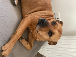 Photo de Nala