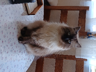 Meringue