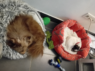 Photo de Doogy