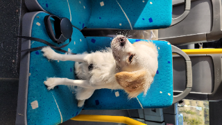 Photo de Skippy