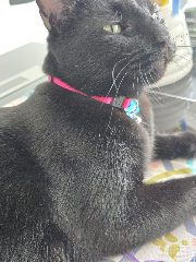 Photo de Simba
