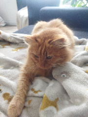 Photo de Patate