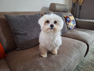 Photo de Rambo