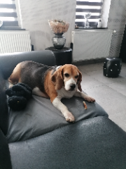 Photo de Milo