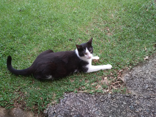 Zepequinio