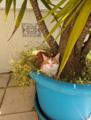 Photo de Django