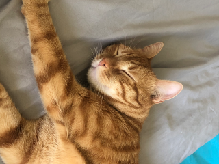 Photo de Tigrou