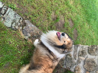Alpha