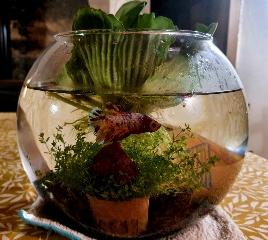bubule