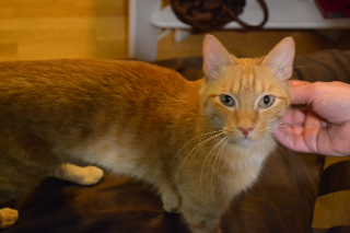 Photo de Garfield