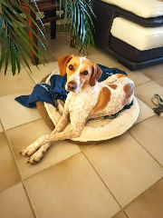 Photo de Kora