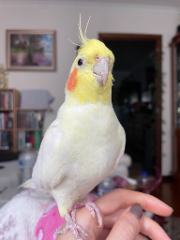 Photo de Noisy