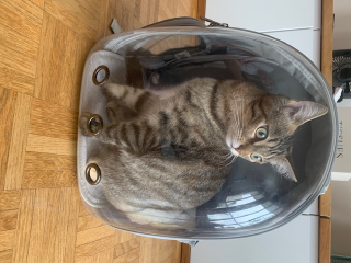 Photo de Zelda