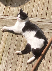 Photo de Moustik
