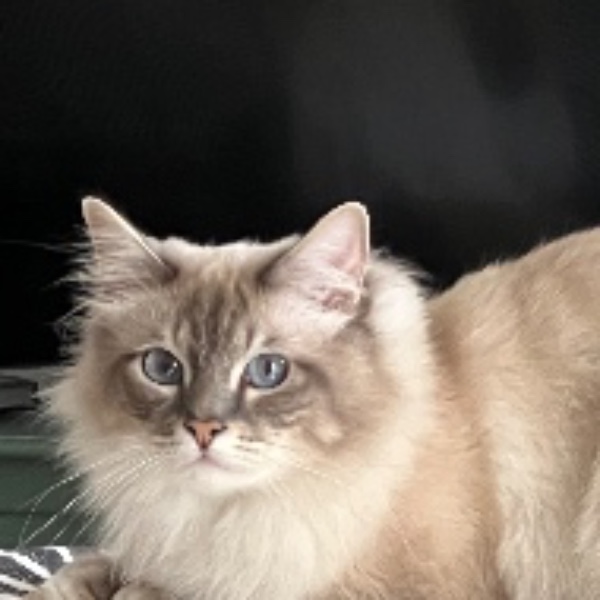 Albus