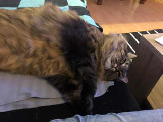 Garfield