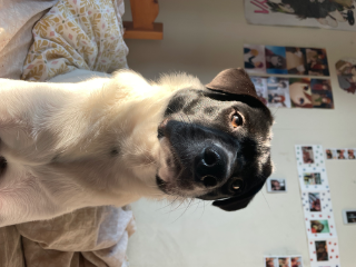 Elvis
