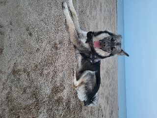 Tyson