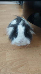 Photo de Oréo