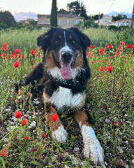 Photo de Umai