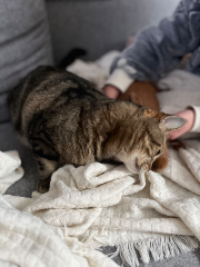 Photo de Stella