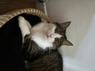 Photo de Mao
