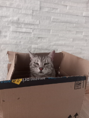 Photo de Itchy
