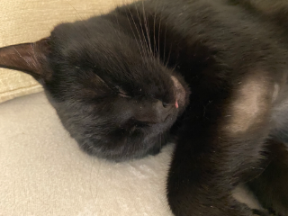 Chat