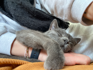 Gustave