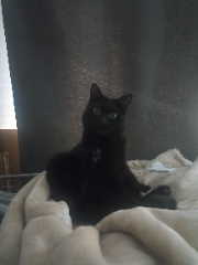 Tiky
