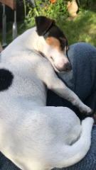 MELBA