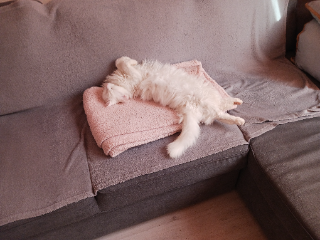 Lili