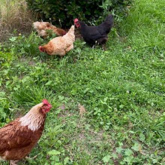 poules