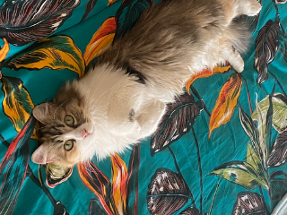 Maya