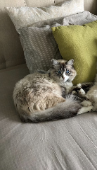 Photo de PUNKY