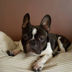 Angus