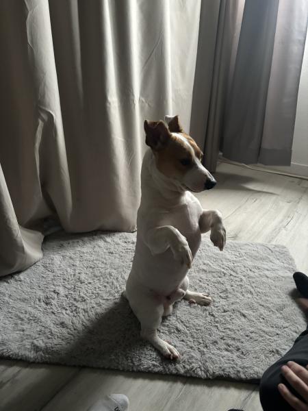 Photo de Dingo