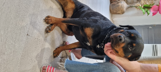 Photo de Kali