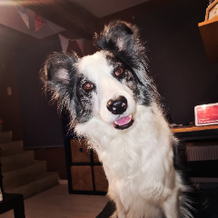 Photo de Stella
