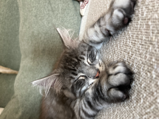 Zimba