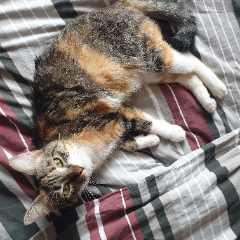 Huguette