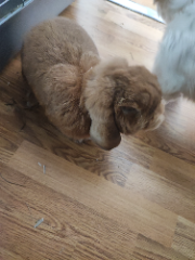 Caramel