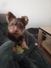 Photo de Marley