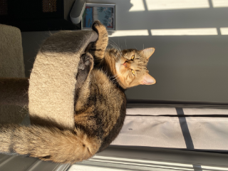 Yuki