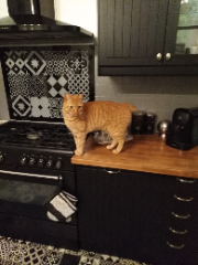 Photo de Oliver