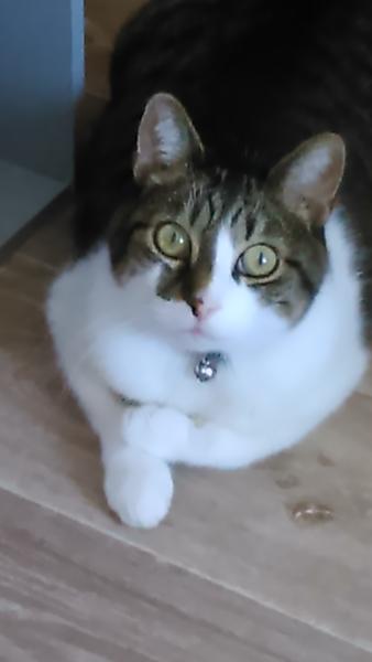 TIGROU