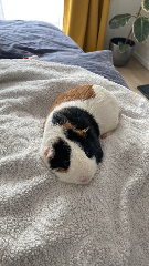 Photo de Pysio