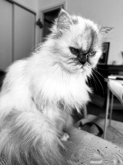 Nina